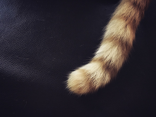 猫萌宠宠物尾巴