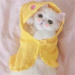 🐰宁