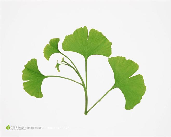 银杏叶图片素材摄影背景桌面壁纸图片素材