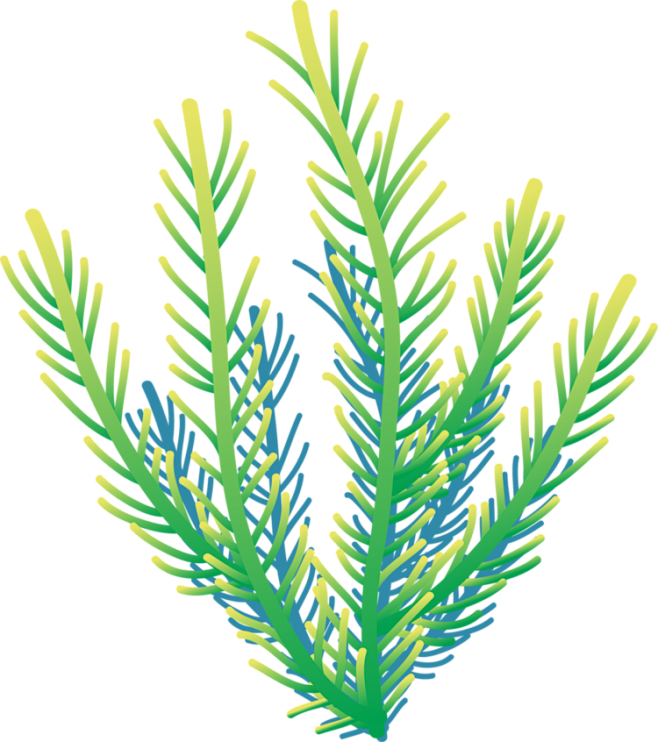09:43:21海草海底植物珊瑚图片珊瑚礁png模板 海底植物小素材png无
