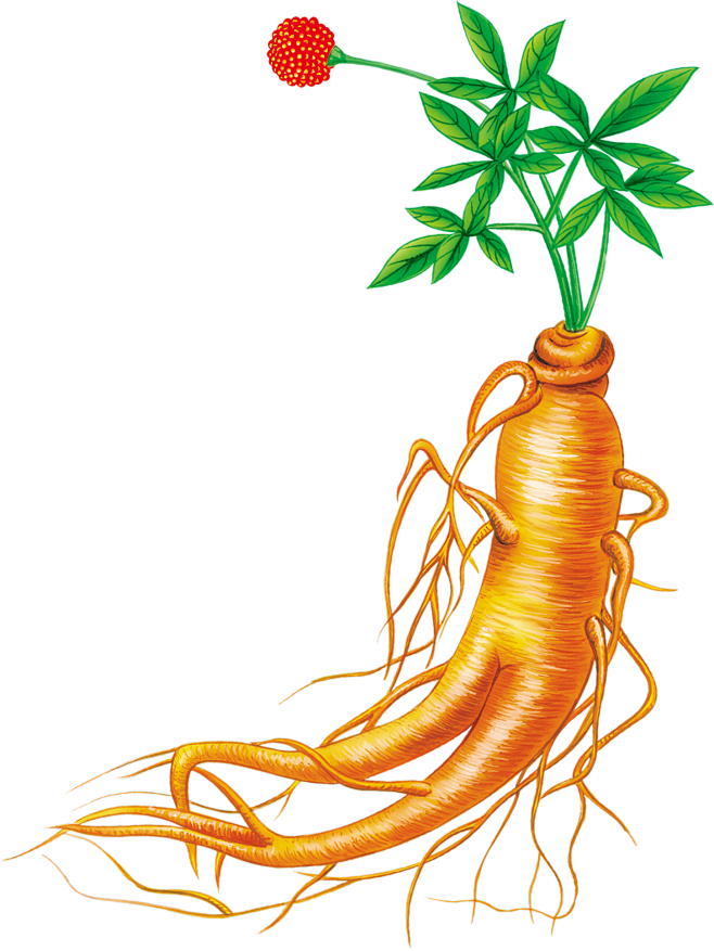 渺颜从花花世界····转采于2020-06-29 17:19:00人参png素材渺颜该