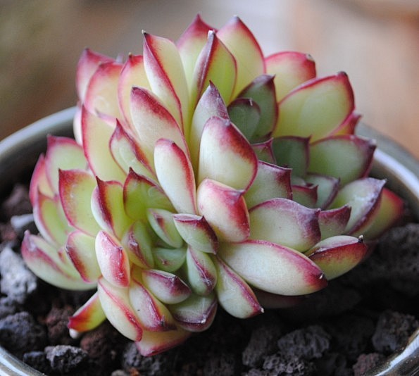 chen知性从江南疏影转采于2016-04-06 13:34:05红边灵影多肉chen知性