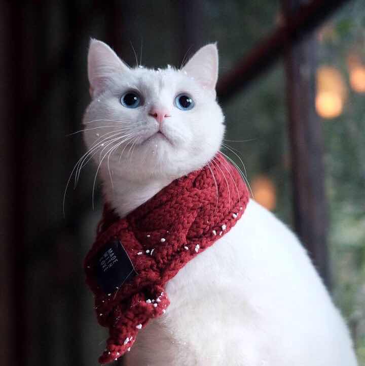 猴子爱上猫1989
