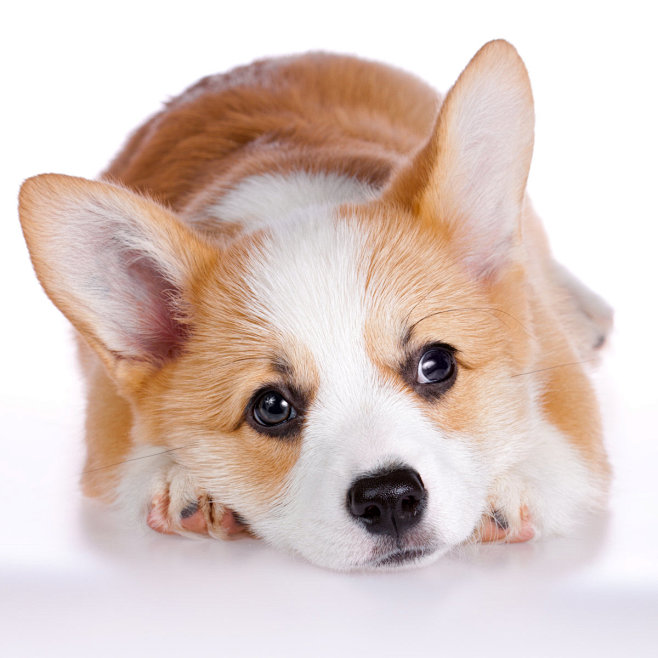 威爾士柯基犬幼犬狗