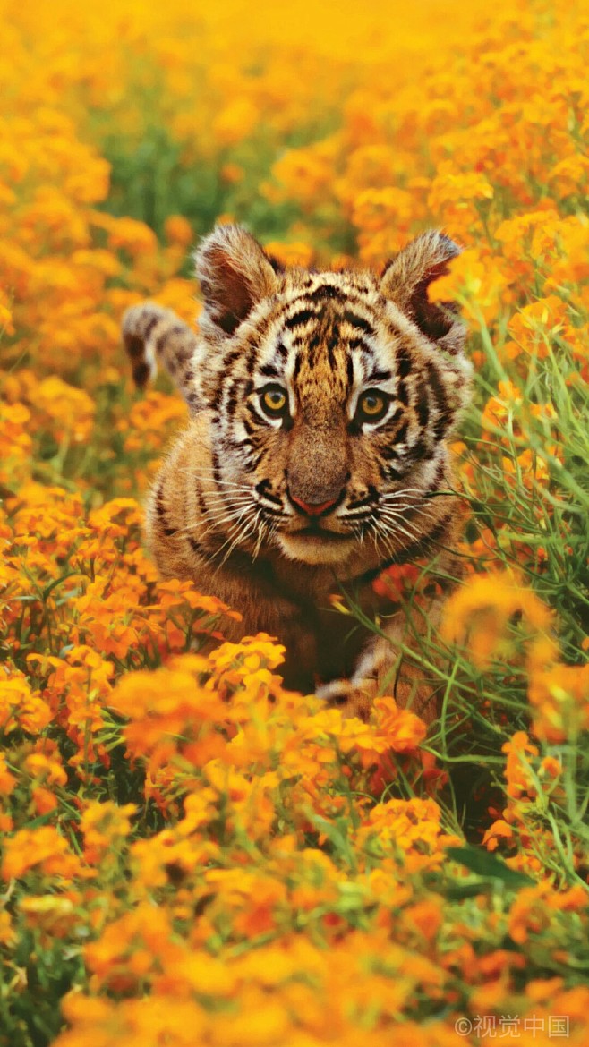 就很火页从胭芷转采于2021-11-15 11:01:18老虎动物们就很火页该采集