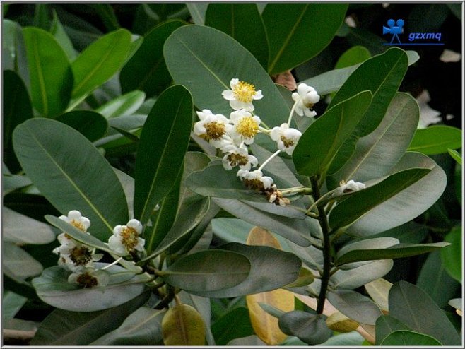 琼崖海棠树红厚壳calophylluminophyllumgzxmqgzxmq的博客