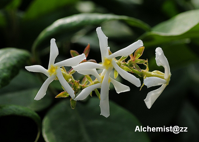 络石trachelospermumjasminoides夹竹桃科络石属