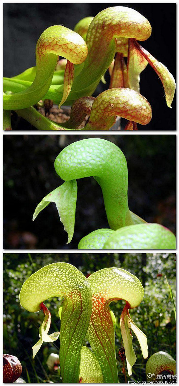 看图识植物眼镜蛇草在北美洲的岩石中生长着一种奇特植物这种植物长20