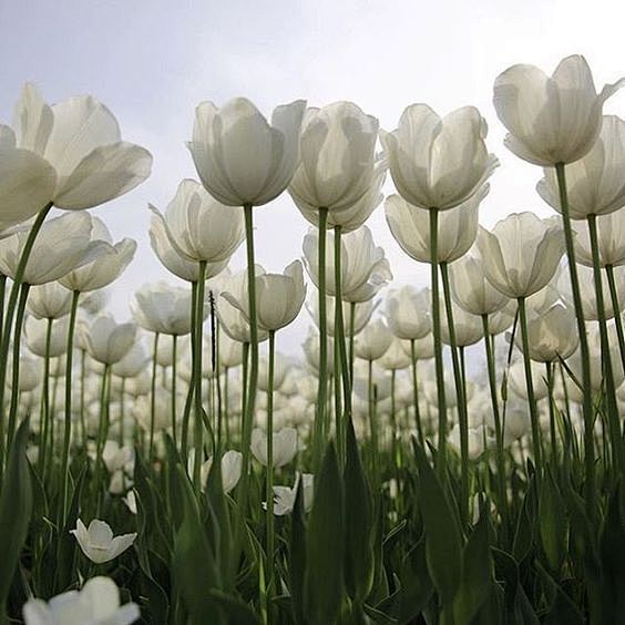 绘画素材绘画参考植物素材仰视角度的花朵