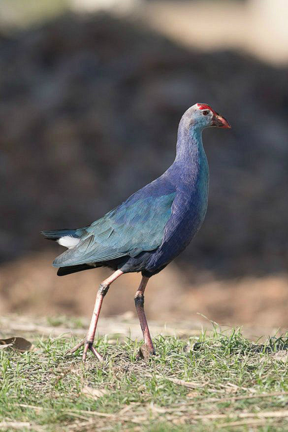 鹤形目秧鸡科青水鸡属紫水鸡