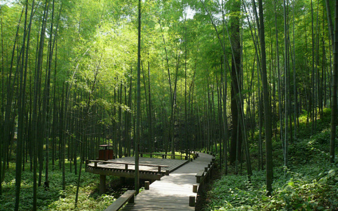 清幽竹林尽善尽美临时jsjm的博客