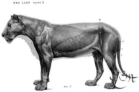 求大型貓科動物肌肉骨骼圖老虎吧百度貼吧