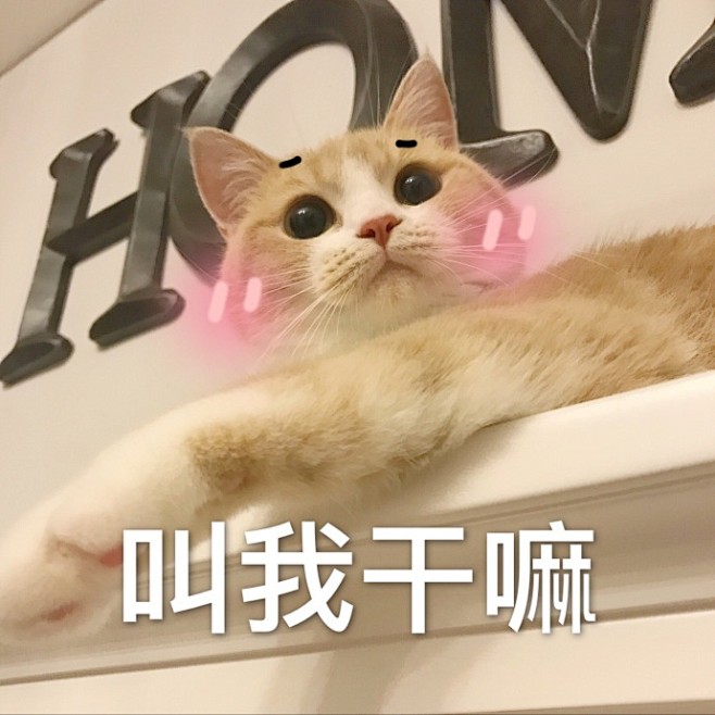 一组可爱的猫咪表情包