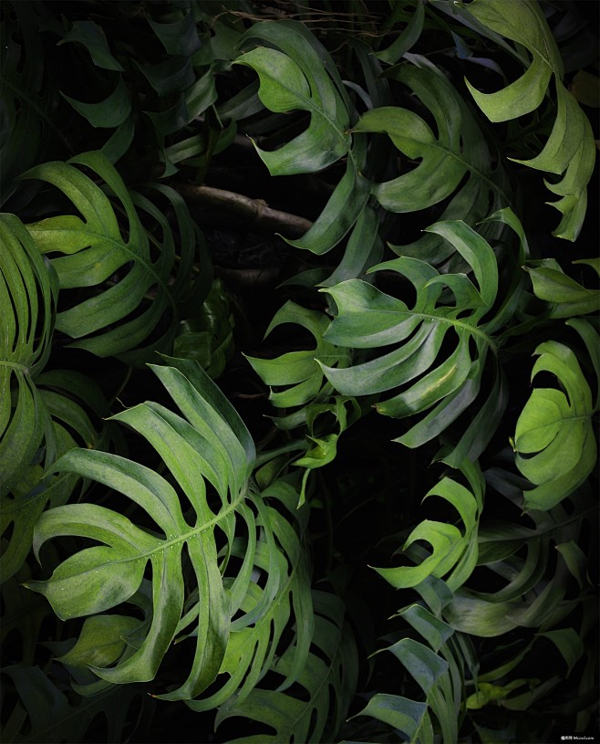 叶子叶子背景植物植物背景植物素材树叶图片自然摄影图片图片壁纸