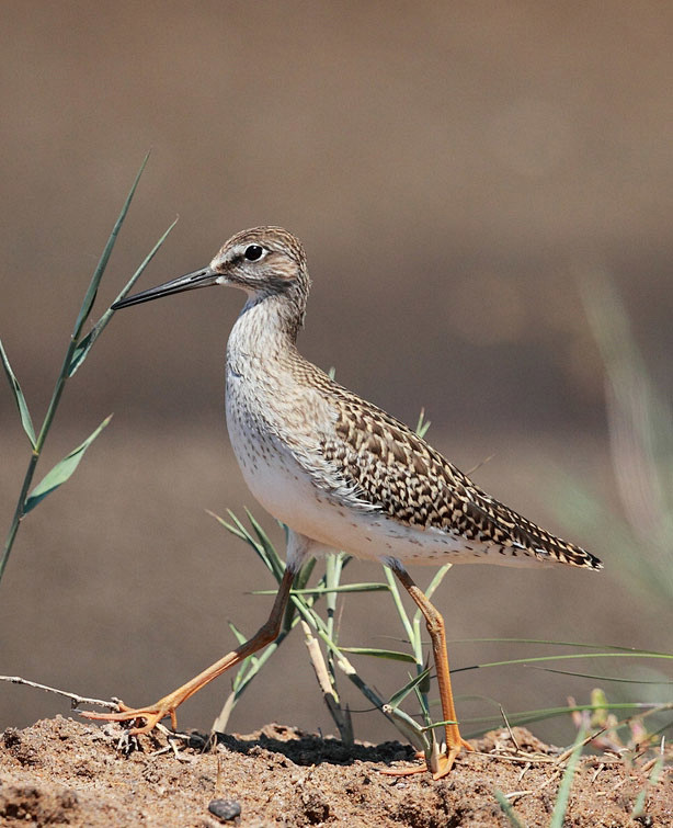 鸻形目鹬科斑胸滨鹬