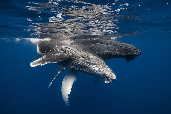 humpbackwhalewwwunderwaterlandscapecomthisisaportfolioofhumpback