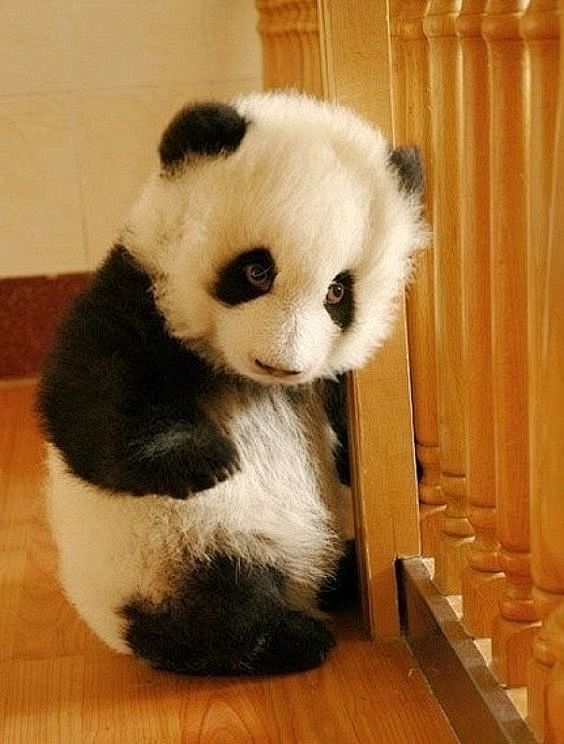 cutiebabypanda