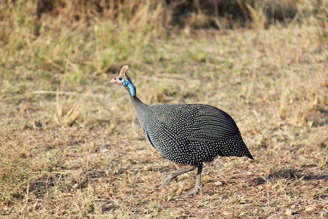 guineafowl珍珠鸡脑袋小身子大白色的斑点让我这个密集物恐惧症患者很