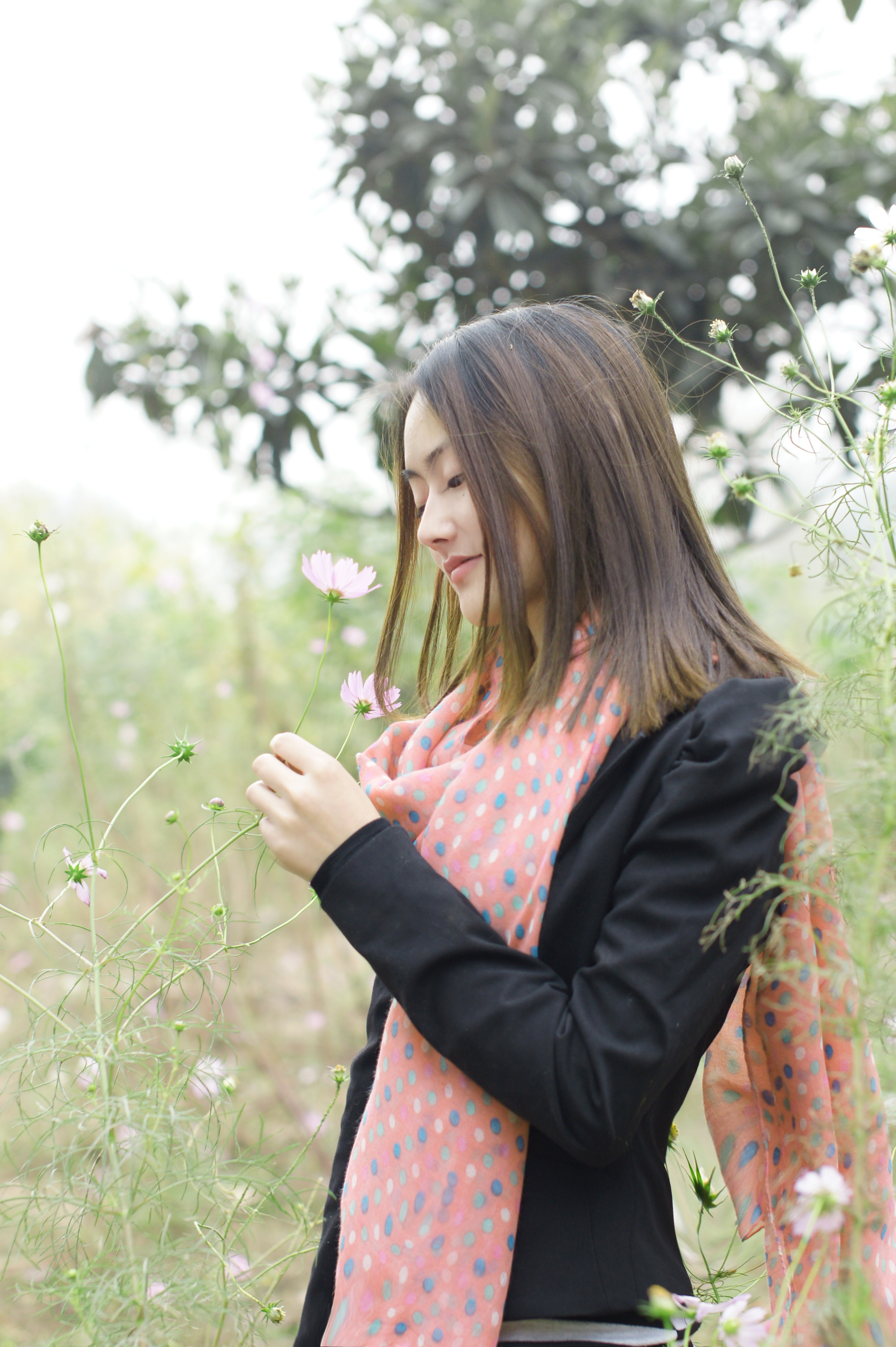山茶寜