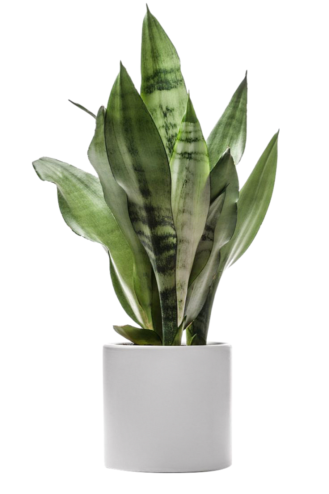 盆栽植物绿色叶子透明素材png免扣素材北欧绿植居家装饰绿植绿叶叶子