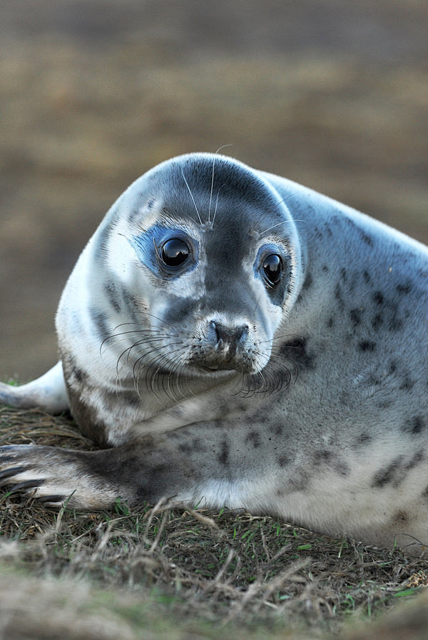 greysealpupprofilebyshadow