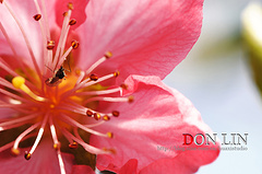 Donlin