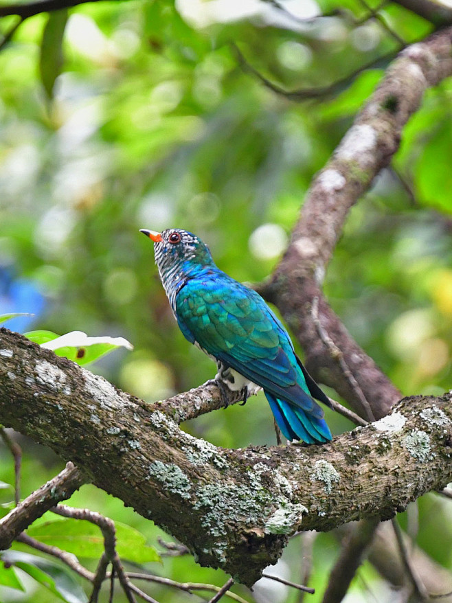 鹃形目杜鹃科翠金鹃雄