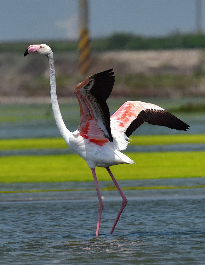 大红鹳鸟纲国家三级保护动物