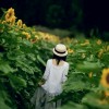 sunflower-ss