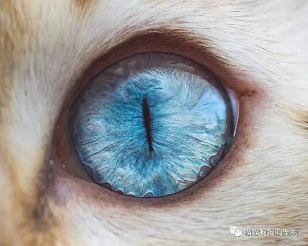 这些微距拍摄的猫眼睛图片你看了是什么感觉大宝萌宠靠垫儿