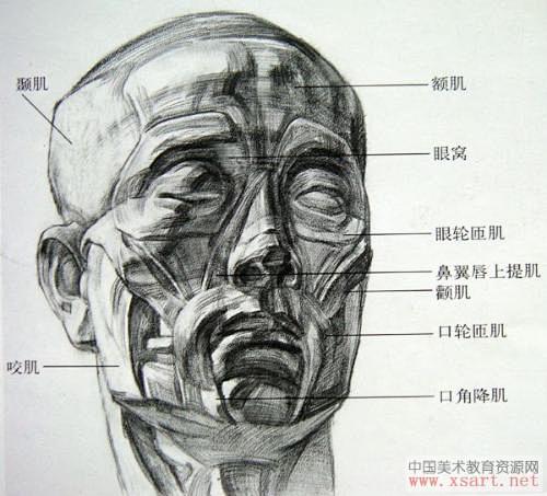 求素描高手人体面部结构最好附图已解决搜搜问问