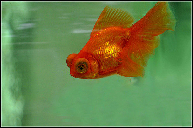 勾吻通过花瓣chrome扩展采集于2014-01-08 19:23:23金鱼3喜欢鱼类勾吻