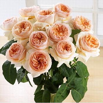 欧月朱丽叶切朱月季花苗带花苞浓香大花盆栽美观作用的首选盆景大花