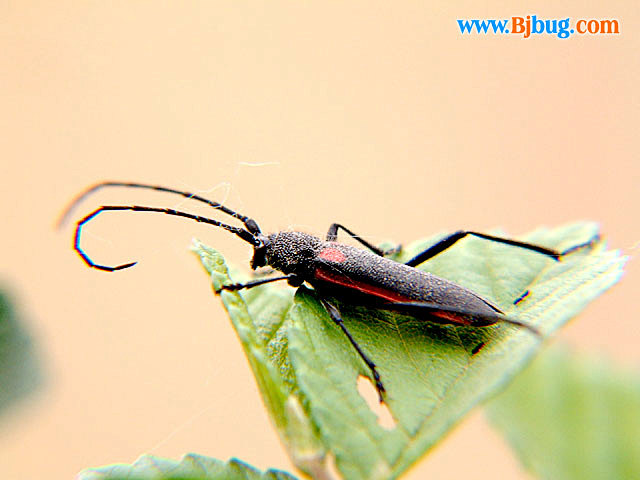 红缘亚天牛asiashalodendripallas