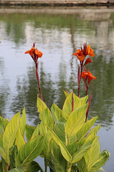 植物全株草本藤本水生