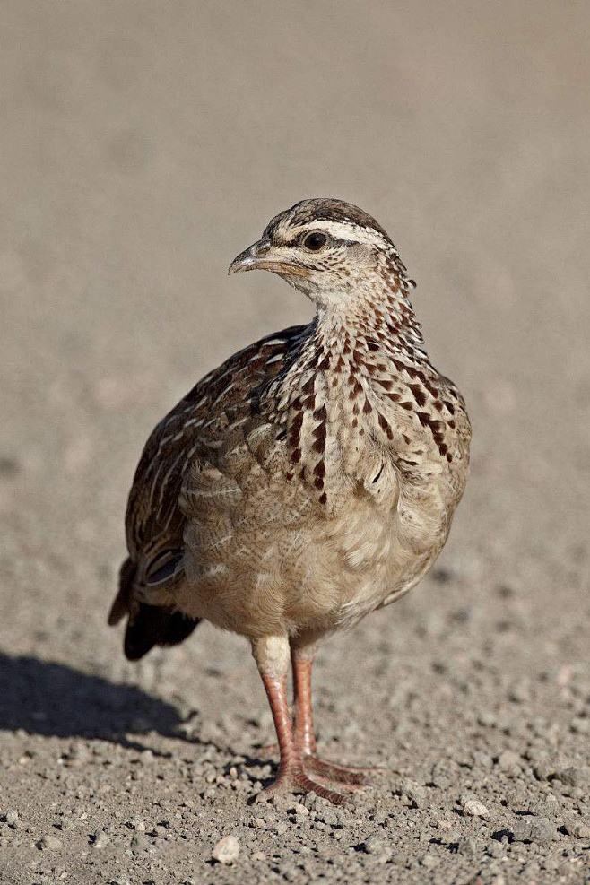 鸡形目·雉科·凤头鹧鸪属:凤头鹧鸪