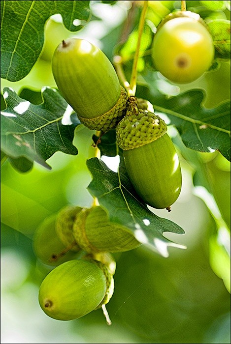 acorns
