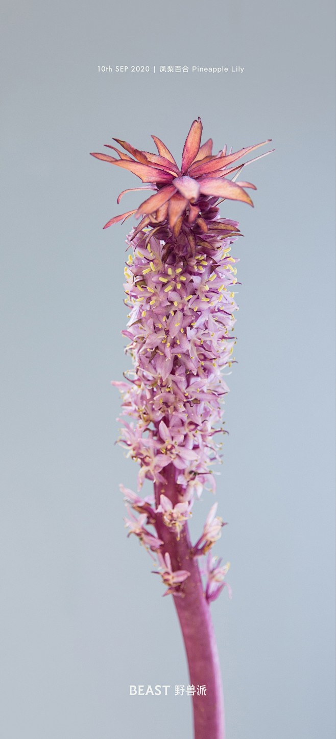 野兽派送大家一枝可可爱爱的凤梨百合花朵一串串充满热情花语完美