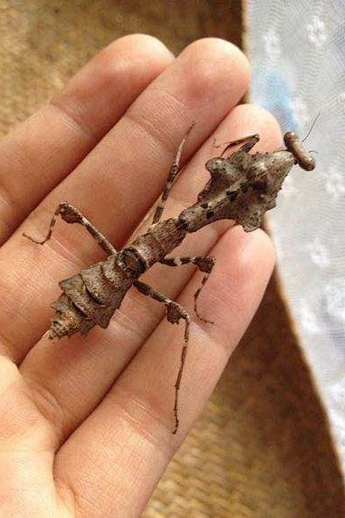 螳螂目叶背螳科枯叶螳螂