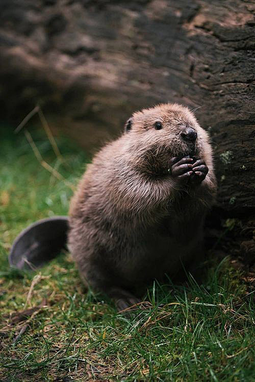 啮齿目松鼠亚目河狸科河狸属加拿大河狸