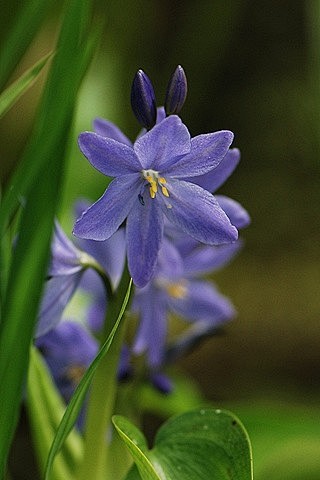 雨久花水葵科水葵属