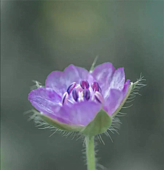 ·菩提心·采集到《花影迷离》