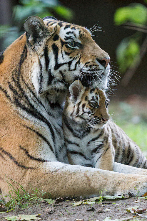 老虎妈妈和宝宝