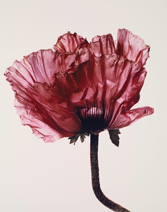 欧文潘irvingpenn19172009年薰衣草荣耀罂粟纽约1968年蒙太奇66x555
