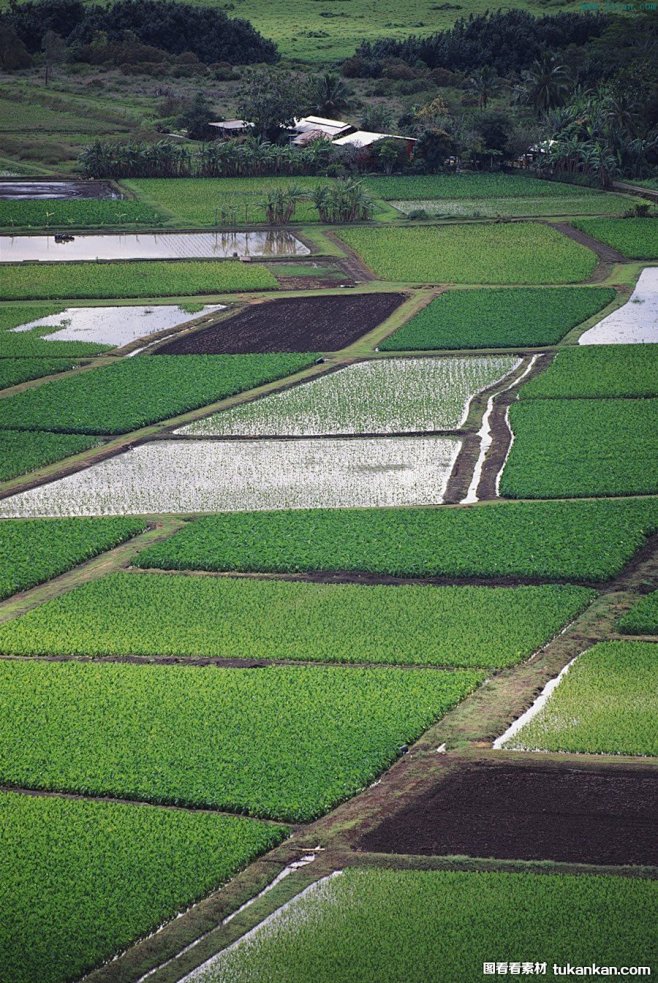 一片片稻田图片