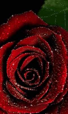 gif鲜花玫瑰灬铃兰灬采集