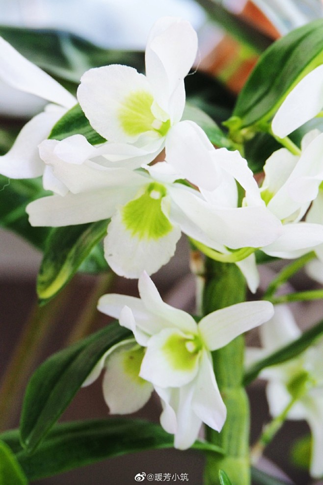 我好像又开启博爱模式了前两天去花市突然觉得洋兰好好看啊没忍住然后