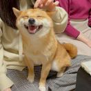 橙子-*