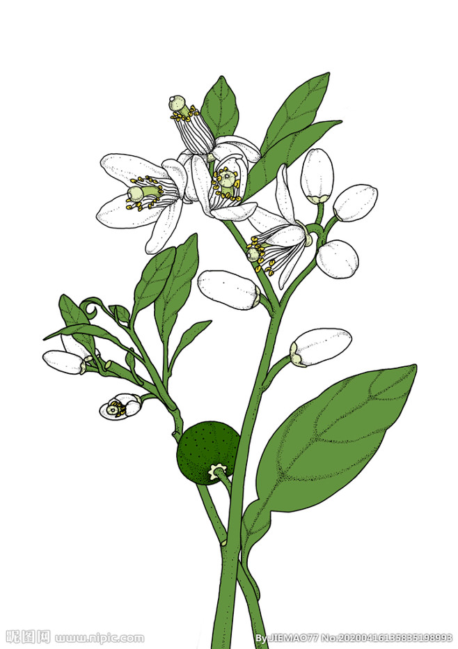 橙花手绘素材插画