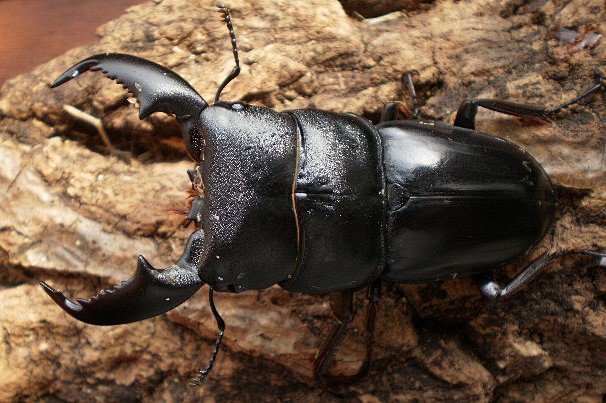 苏门答腊巨扁锹甲